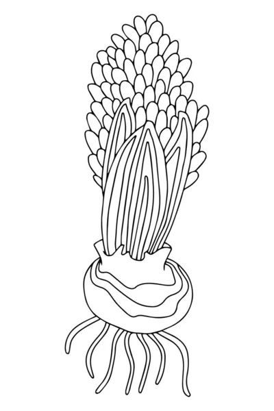 Hand Drawing Illustration Coloring Page Spring Flowers Hyacinth Coloring Book — Stock Photo, Image