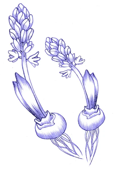 Hand drawing illustration. Hyacinth flower with bulb and roots. — Stock Photo, Image