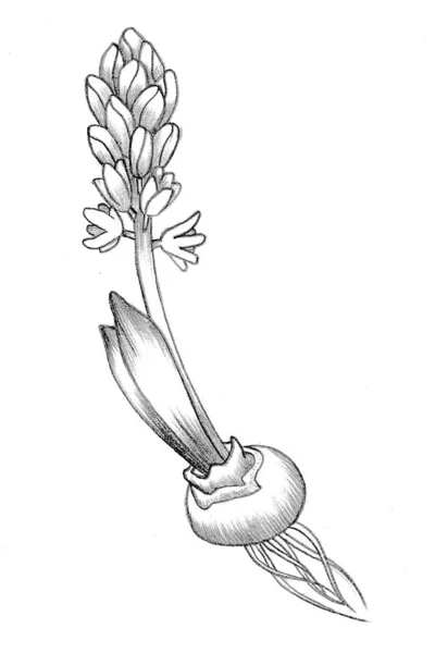 Hand drawing illustration. Hyacinth flower with bulb and roots. — Stock Photo, Image