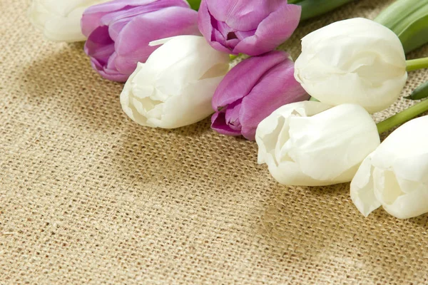 yüzeyde yalan mor ve beyaz laleler