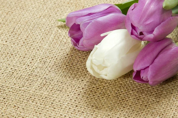 yüzeyde yalan mor ve beyaz laleler