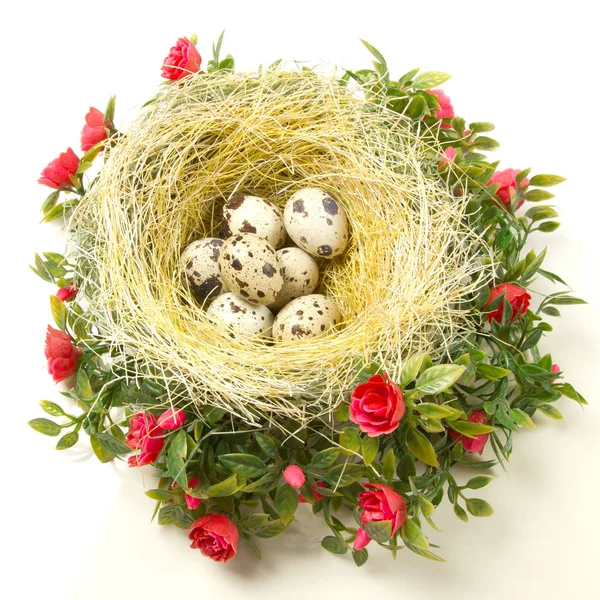 Bıldırcın yumurta yuvada