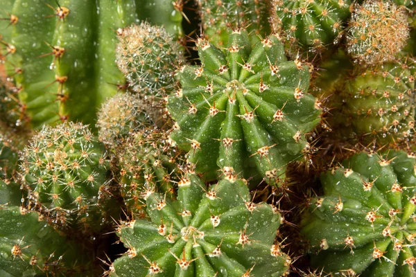 Grön cactus med vassa nålar — Stockfoto