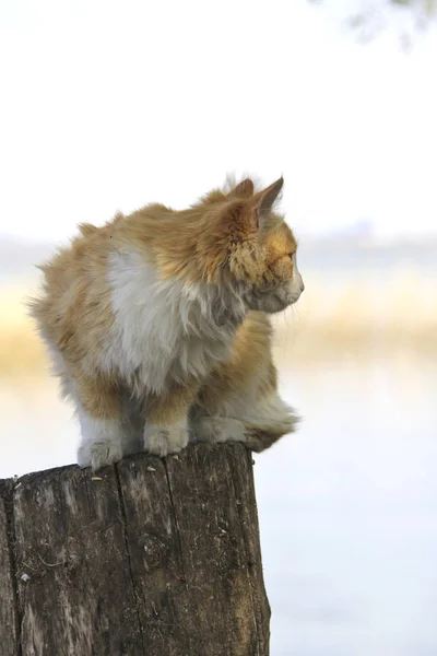bir oturum açma oturan kırmızı kedi