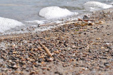 kum üzerine yalan küçük deniz kabukları