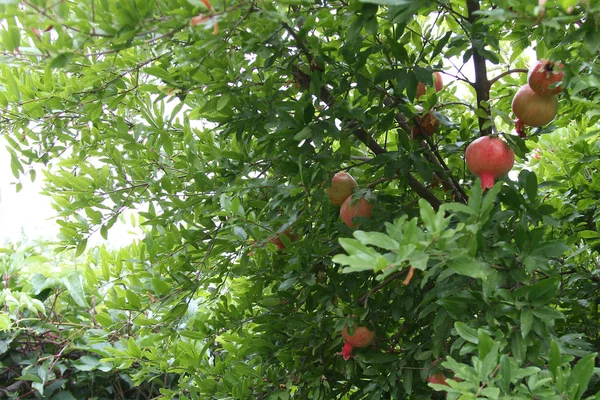 Rode rijpe granaatappel op de tak met groene bladeren — Stockfoto
