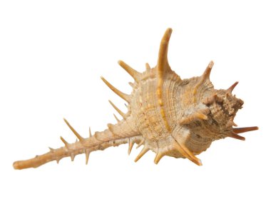 beyaz zemin üzerine dikenli Deniz kabuğu