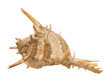 beyaz zemin üzerine dikenli Deniz kabuğu