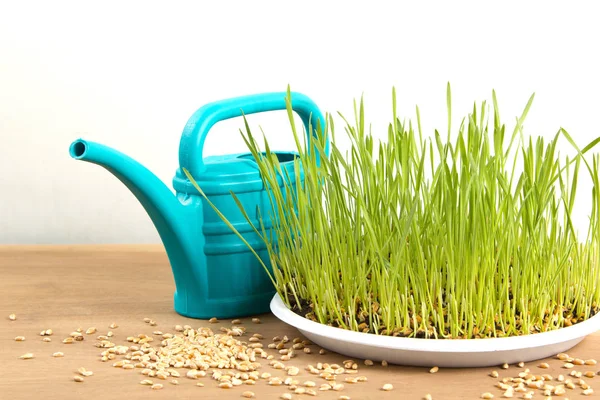 buğday ve Bahçe Sulama filizlenmiş taneleri