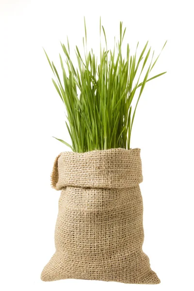 Green grass lawn growing out of the bag — Stock Photo, Image