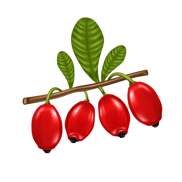 Свежие барбарис красные реалистичные фрукты, векторный дизайн — стоковый вектор