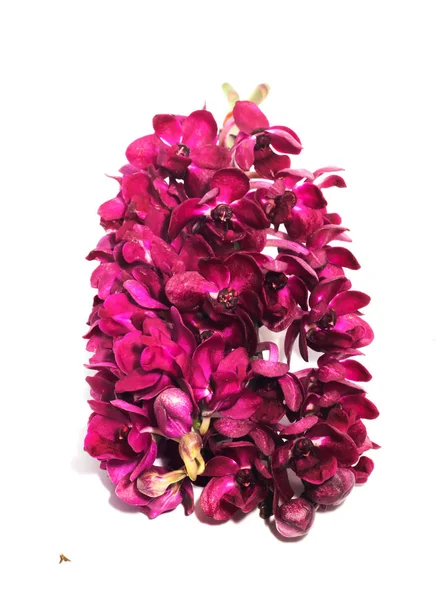 Kapalı küçük dal mor Rhynchostylis dev orkide çiçeği beyaz arka planda