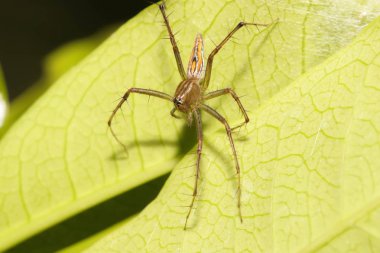Closeup kahverengi yeşil yaprak atlama örümcek