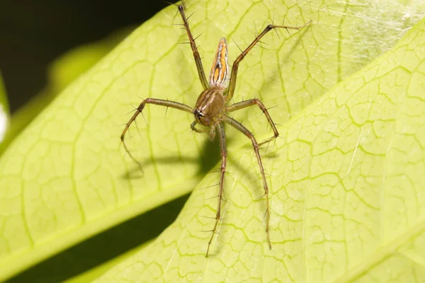 Крупный план Коричневого паука, прыгающего на зеленом листе — стоковое фото