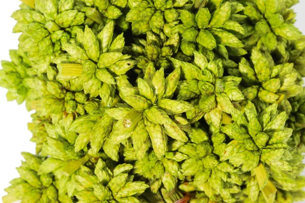 Макро маленької зеленої квітки сухої спіккі ізольованої на білому ба — стокове фото