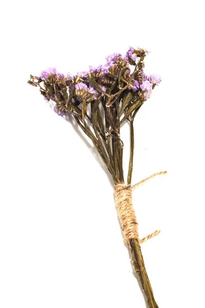 Singel av lila statice blomma bakgrund Använd för dekoration på — Stockfoto