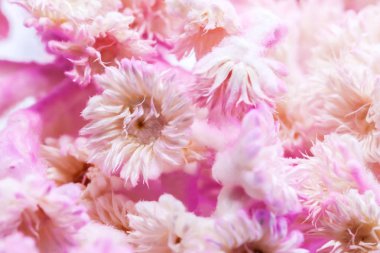 Kuru Tabebuia rosea pembe arka plan yakın çekim