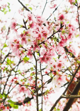 Grup Fresh Blossom pembe sakura Tianyuan Tapınağı, Tayvan