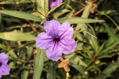 Tek mor ruellias Çiçek bahçesinde
