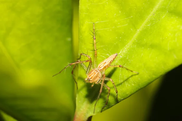 Закрыть зеленого паука на зеленом листе в саду — стоковое фото