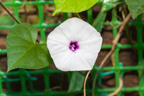 Closeup de flores de glória da manhã branca no jardim — Fotografia de Stock