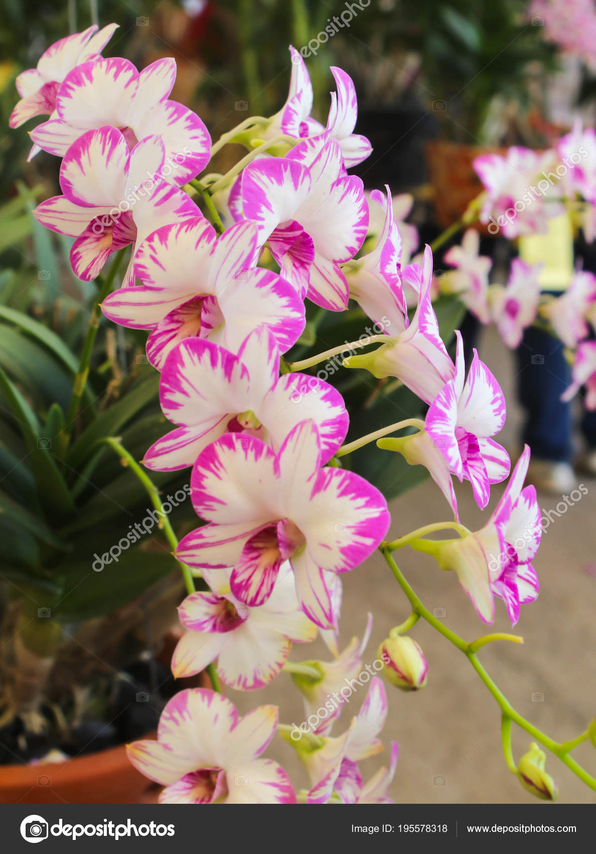 greenleaf orchid