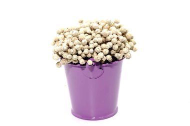 Bir avuç kurutulmuş beyaz Eriocaulon Ruhle mor buck üzerinde henryanum