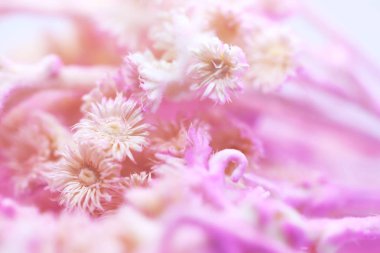 Kuru Tabebuia rosea açık pembe renkli arka plan