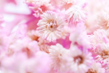 Kuru Tabebuia rosea pembe arka plan arka plan