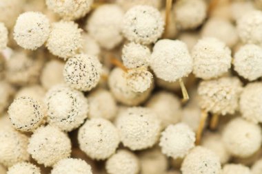 Arka plan A Bunch kuru beyaz Eriocaulon henryanum Ruhle