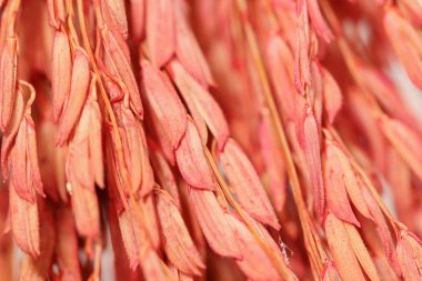 Arka plan üzerinde beyaz bac izole turuncu kulak izole pirinç