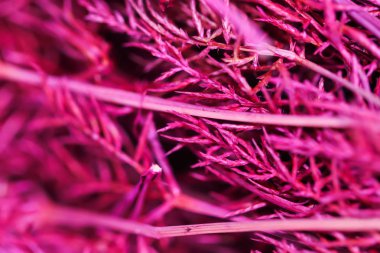 Arka plan koyu arka plan üzerinde Grup pembe kuru ot