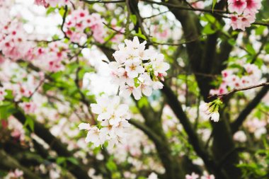 Şube çiçeği pembe sakura ağacı Tianyuan Tapınağı, Tayvan