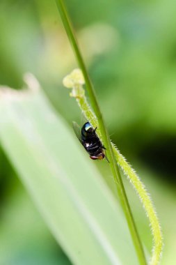 Yeşil yaprak üzerinde siyah tek sinek kadar kapatın
