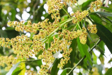 Mango çiçek ağaç üzerinde demet kapatın