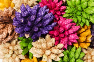 Renkli kuru dikenli top beyaz arka plan üzerinde izole çiçek kadar kapatın