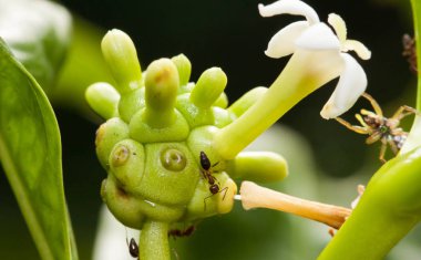 Taze küçük noni meyve ağacı üzerinde kapatın