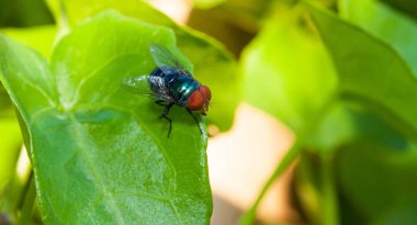 Yeşil yaprak üzerinde küçük tek sinek kadar kapatın