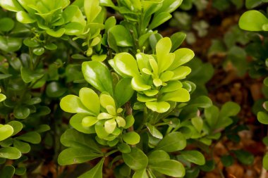 Bahçedeki yeşil yaprakları kapat.