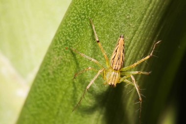 Yeşil yaprak yeşil örümcekten yakın çekim