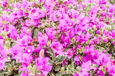 Arka plan olarak grup parlak pembe begonviller çiçekleri yakın çekim