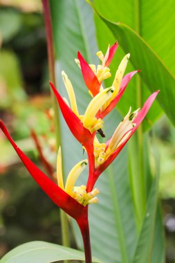 Kırmızı ve sarı Heliconia çiçek bahçesinde yakın çekim