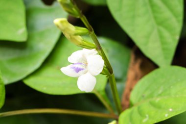 Yeşil arka planlı küçük Çin beyaz ve menekşe çiçeklerine yaklaş