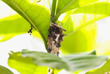 Yeşil yaprağın altındaki eşekarısı yuvasına yakın.