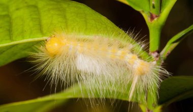 Yeşil yaprağın üzerindeki beyaz ve sarı solucana yaklaş