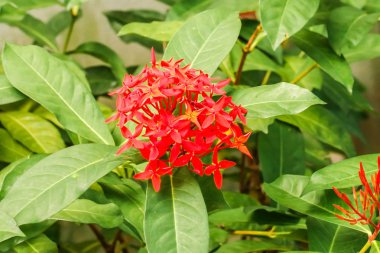 Kırmızı Ixora çiçeğini kapat, Kral Ixora çiçek açtı (Ixora chinensis) .Ixora kakusinea çiçeği bahçede.