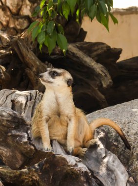Taşın üzerindeki tek mirketi kapat.