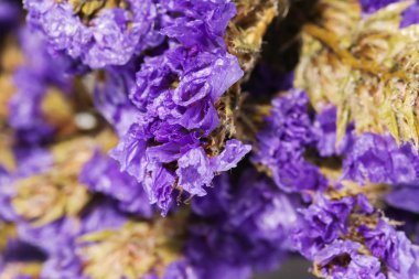 Dekorasyon için yakın plan menekşe statik çiçek arkaplan kullanımı