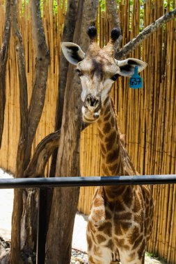 Hayvanat bahçesindeki Kahverengi Zürafa, Tayland