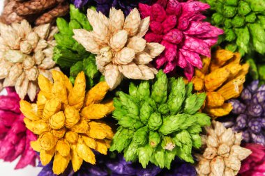 Kapalı Renkli Dikenli Dikenli Top Çiçeği beyaz arkaplanda izole edildi